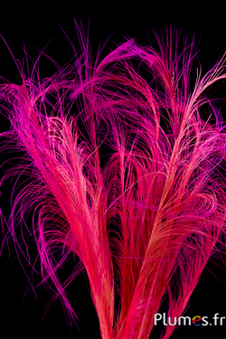 Faisan Hoki - 45-50 cm - rose-fuchsia